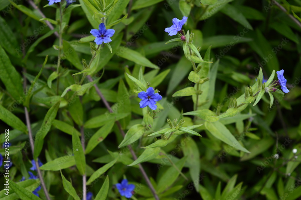 Closeup lithospermum purpurocaeruleum called also purple gromwell with blurred background in summer garden Closeup lithospermum purpurocaeruleum called also purple gromwell with blurred background in summer garden
