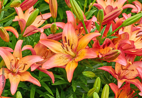 Lily Flower