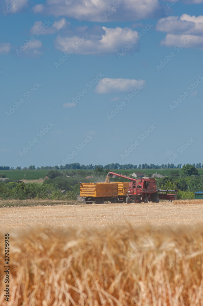 Fototapeta premium Tractors harvest wheat on the field
