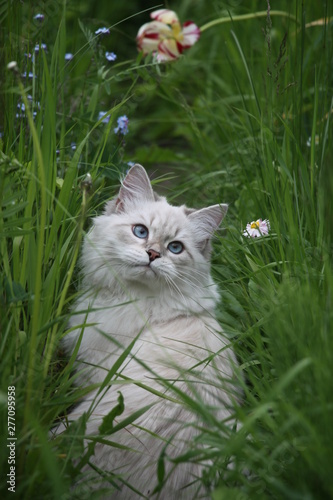 cat on the grass