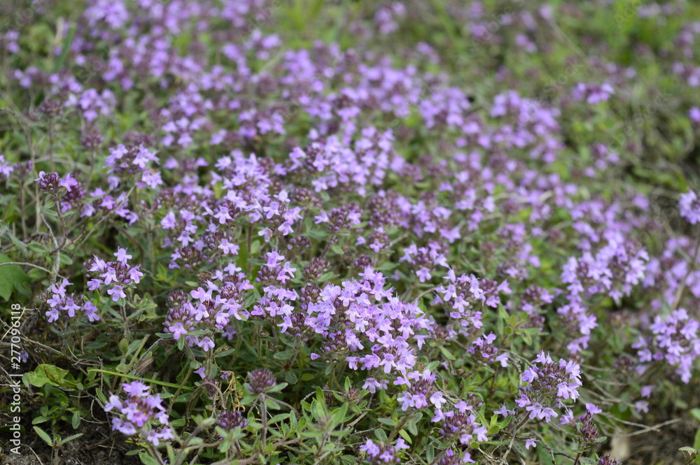 Naklejka premium Zbliżenie Thymus kosteleckyanus zwany także Thymus pannonicus z rozmytym tłem w letniej łące