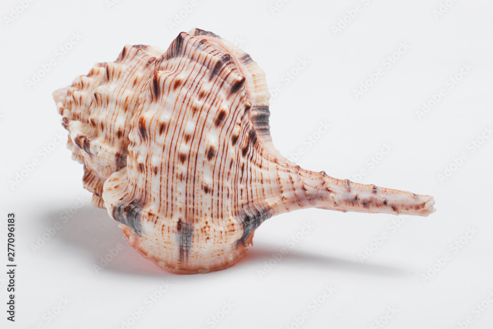 Ocean shell close up on white background Ocean shell close up on white background