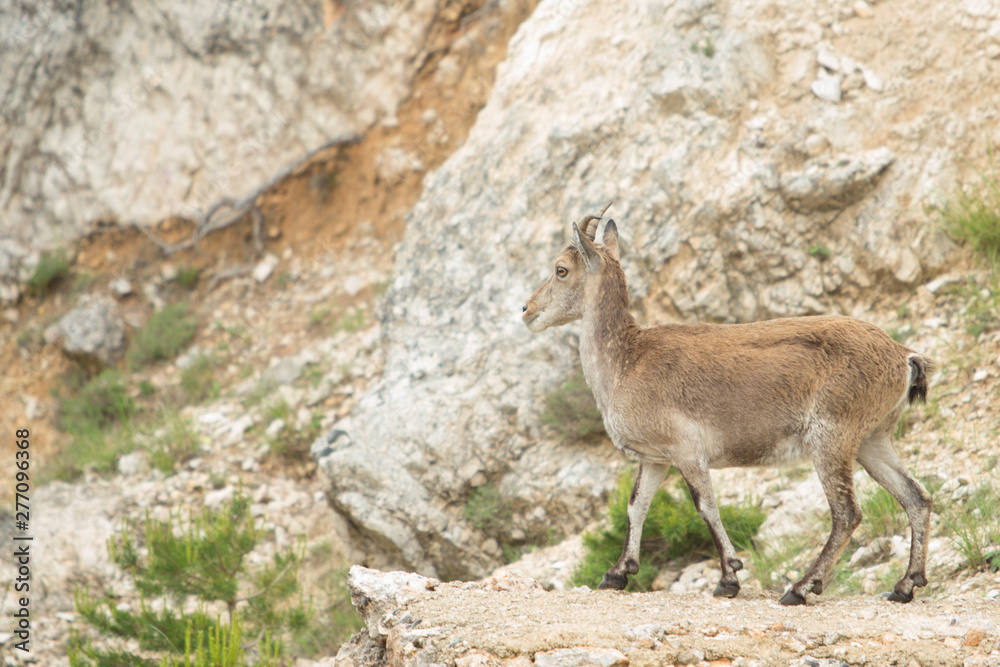 Mountain goat in natural parck Els Ports. Mountain goat in natural parck Els Ports.