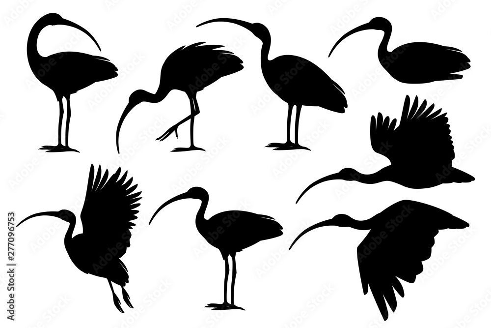 Naklejka premium Black silhouette set of american white ibis flat vector illustration cartoon animal design white bird with red beak on white background side view