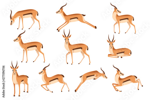 Set of african wild black-tailed gazelle with long horns cartoon animal design flat vector illustration on white background side view antelope photo