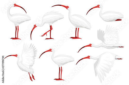 Set of american white ibis flat vector illustration cartoon animal design white bird with red beak on white background side view
