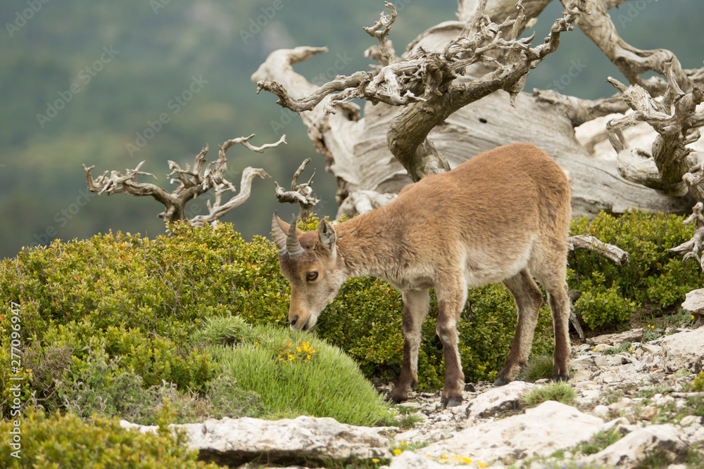 Obraz premium Mountain goat in natural parck Els Ports.
