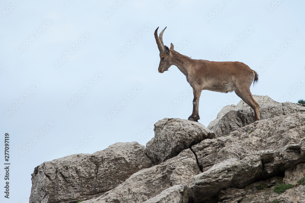 Mountain goat in natural parck Els Ports. Mountain goat in natural parck Els Ports.
