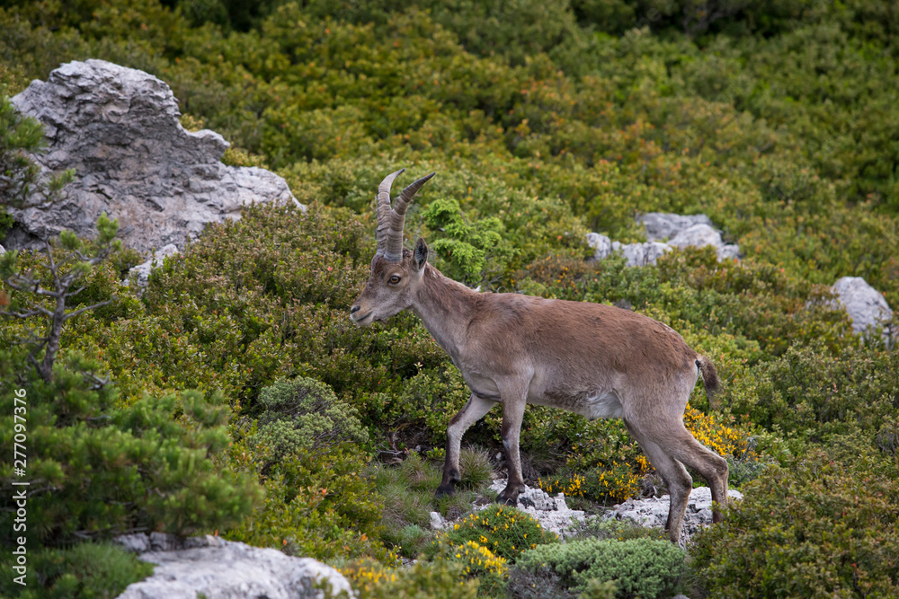 Mountain goat in natural parck Els Ports. Mountain goat in natural parck Els Ports.