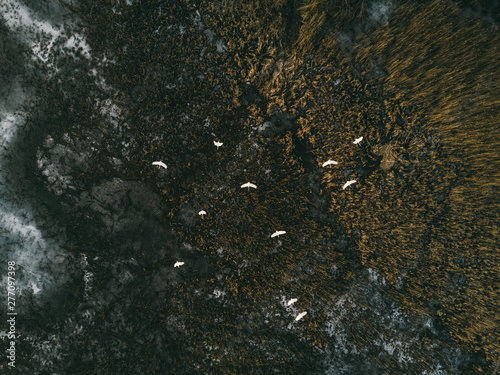 Beautiful flight of birds over a frozen lake.