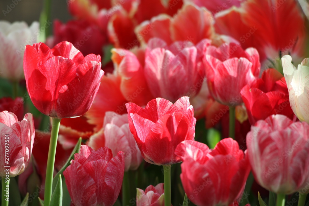 Fototapeta premium flower