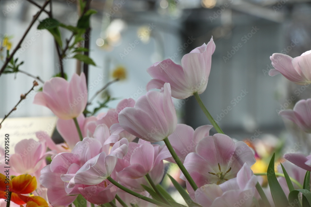 flower flower