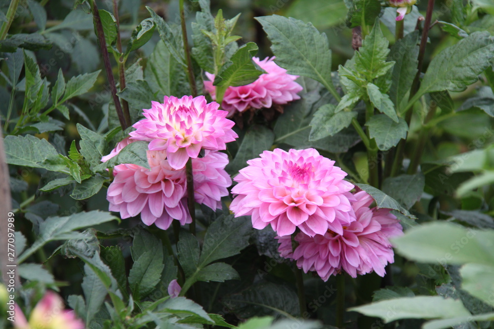 flower flower