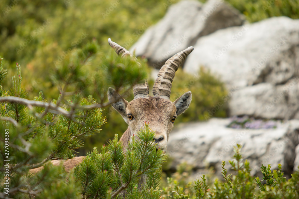 Mountain goat in natural parck Els Ports. Mountain goat in natural parck Els Ports.