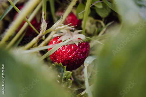 raspberry on a bush