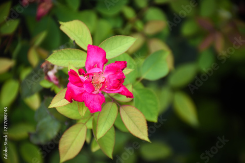 pink flower in the garden