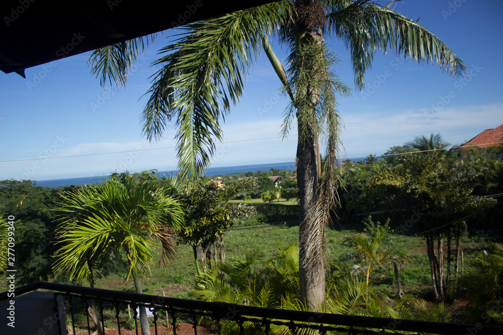 palmera palmera