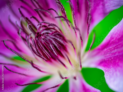 purple clamatis flower