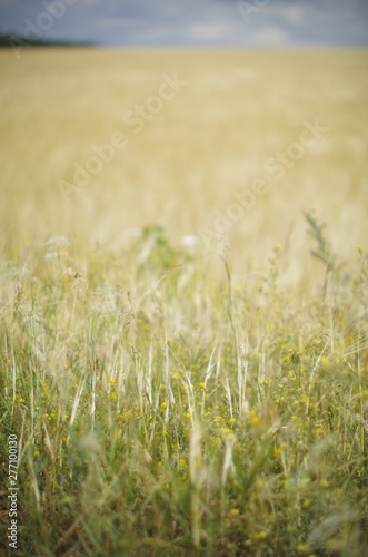 field of wheat © Panas