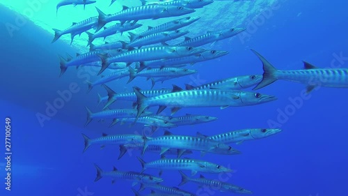 Slow motion - School of Barracudas slowly swim in the blue water. Blackfin barracuda - Sphyraena jelio, Underwater shots  photo