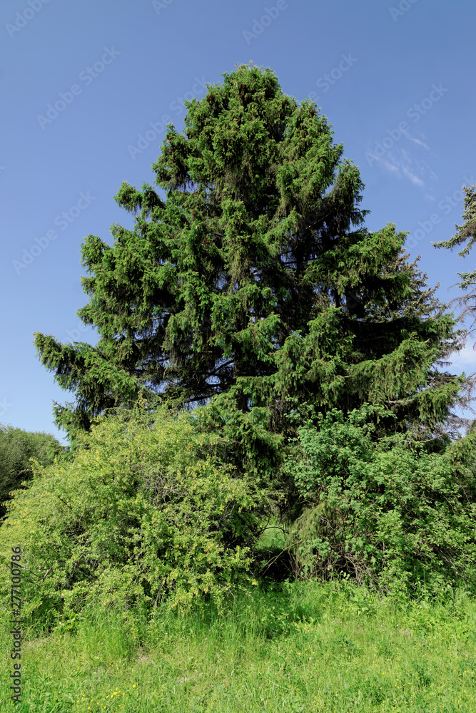 Luxurious spruce strewn with last year's empty cones and fresh delicate shoots at the ends of branches Luxurious spruce strewn with last year's empty cones and fresh delicate shoots at the ends of branches