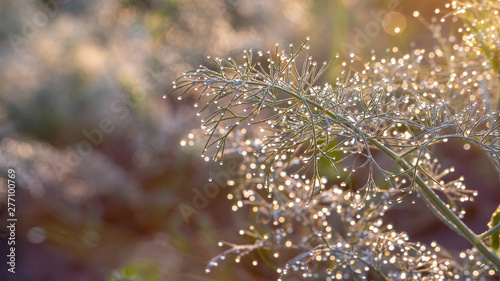 Dill in the garden in the garden, green spice covered with morning dew close up