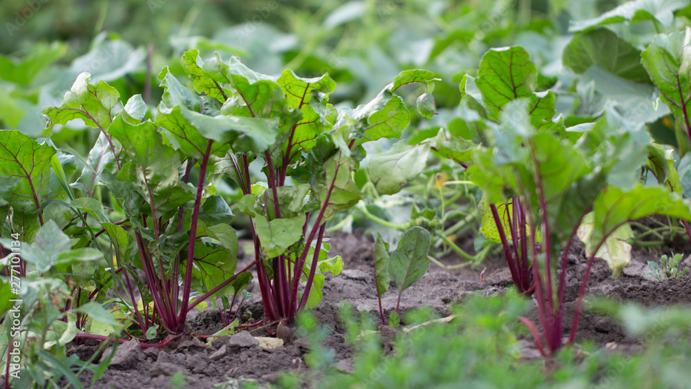 Young beets with fresh green leaves in the morning dew grows on the garden close up Young beets with fresh green leaves in the morning dew grows on the garden close up