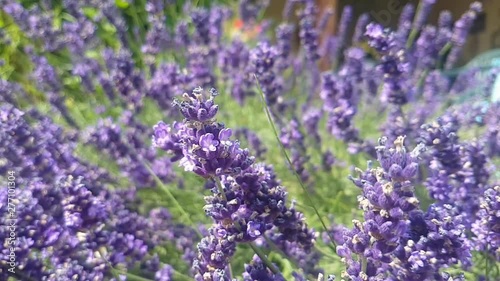 Bumblebee on lavender, slow motion. Bumblebee fly away from lavender. photo