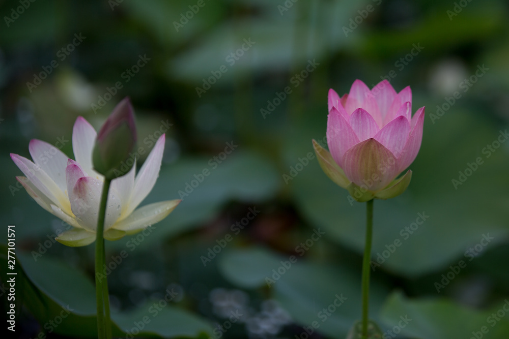 蓮の花 蓮の花