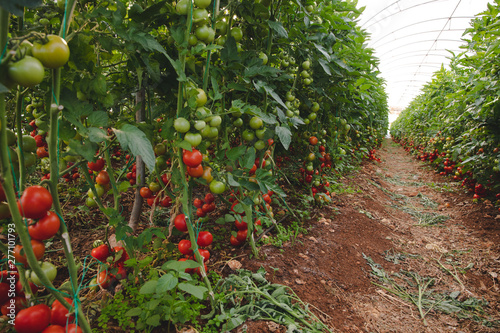 Fresh ripe natural, organic and delicious red tomatoes hanging on the vine of a tomato plant in the garden or greenhouse