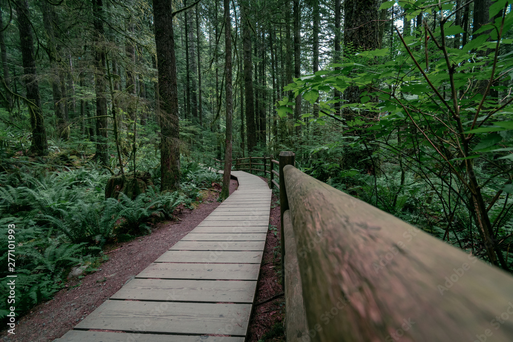 Fototapeta premium Lost in the a forest straight out of a fantasy novel