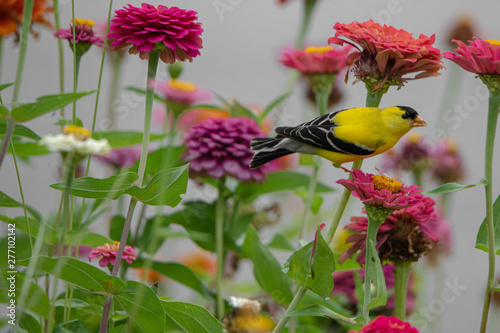 A yellow and black finch bird perches among purple, red, orange, and pink zinnia flowers