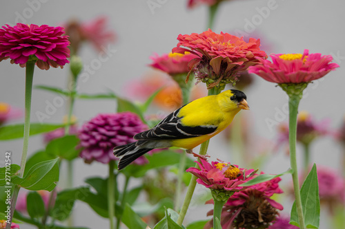 A yellow and black finch bird perches among purple, red, orange, and pink zinnia flowers