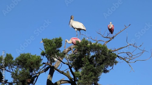 Roseatte Spoonbills, Wood Stork, and Great Egret at the top of a tree photo