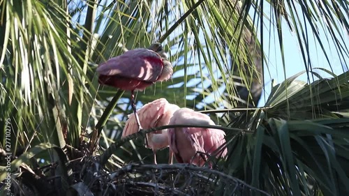 Roseatte Spoonbill parent and young in the nest photo