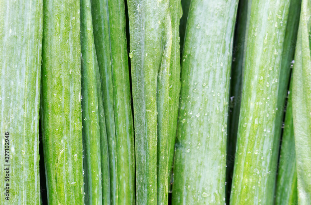 Close-up of green onion. Food concept, background. Close-up of green onion. Food concept, background.
