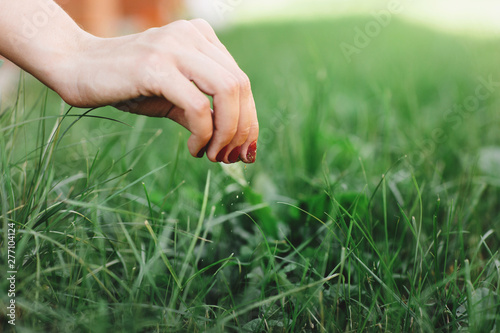Seasonal planting grass close up. Woman's hand takes care of the lawn © Olha
