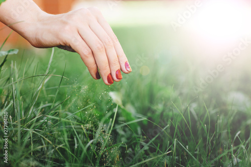 Seasonal fertilizer of grass. Close up of woman's hand, takes care of the lawn. Space for text © Olha