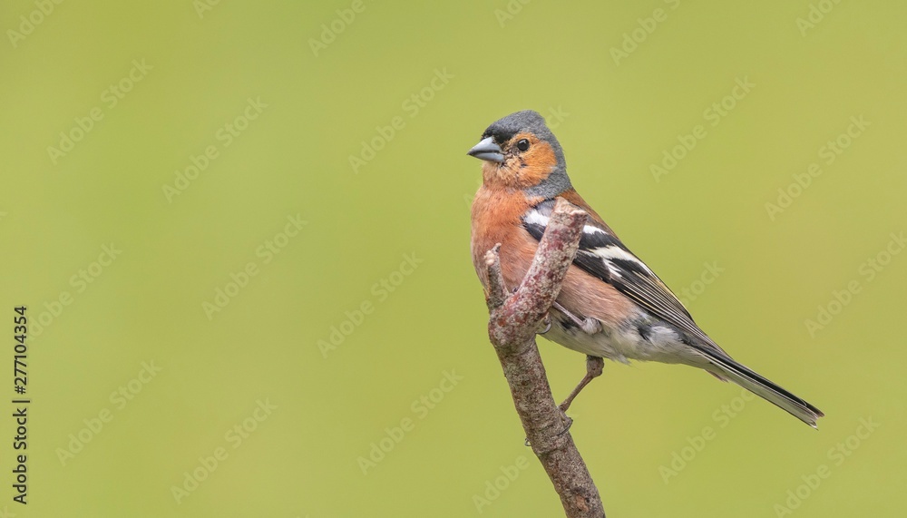 Fototapeta premium A Chaffinch perching on a branch with a green background 