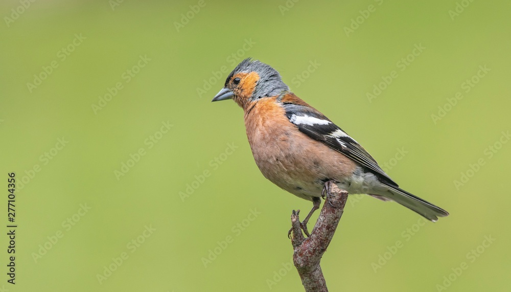 A Chaffinch perching on a branch with a green background A Chaffinch perching on a branch with a green background