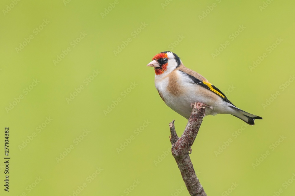 A Goldfinch perching on a branch with a green background A Goldfinch perching on a branch with a green background