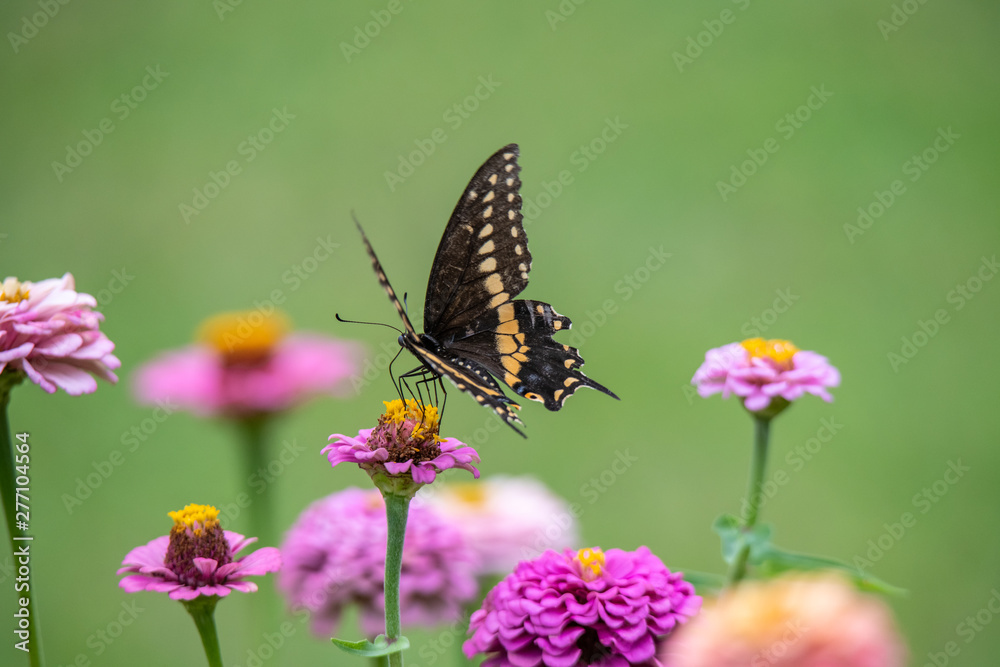 Naklejka premium A black swallowtail butterfly with yellow and black coloring in a garden full of purple, pink, red, and orange zinnia flowers