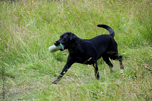 Black Labrador Retrieving a Training Dummy in a Field