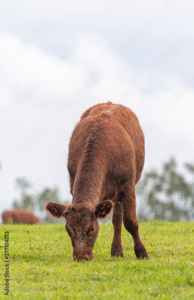 A close up photo of a brown Cow A close up photo of a brown Cow