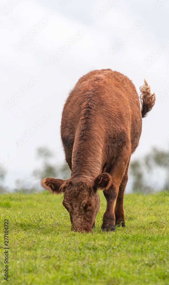 A close up photo of a brown Cow 