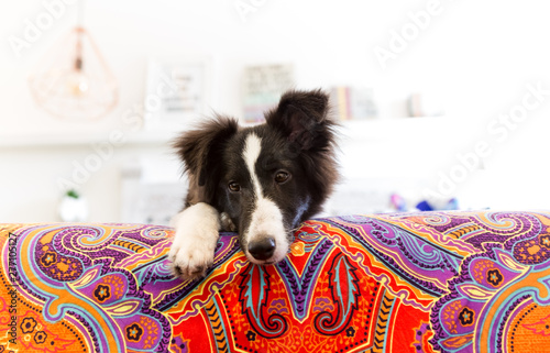 Rare Shetland sheepdog Black an White lying on the bed resting. © willbrasil21