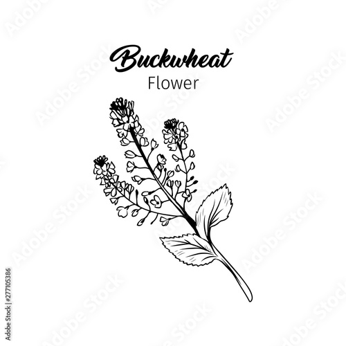 Buckwheat blossom black and white illustration. Blooming cereal, honey plant freehand sketch with calligraphy inscription. Field flower with tiny outlined petals, stem, leaves. Poster design element