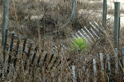 Dune fences and an aloe plant, Oak Island, N.C.