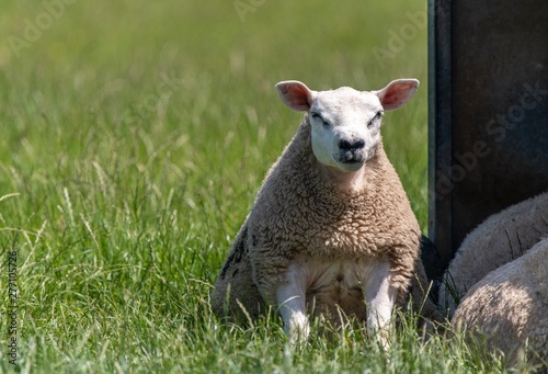 A close up photo of a Texel Sheep 