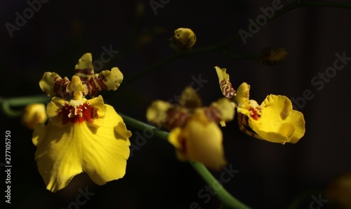 Oncidium varicosum photo